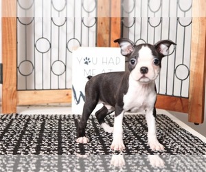 Boston Terrier Puppy for sale in NAPLES, FL, USA