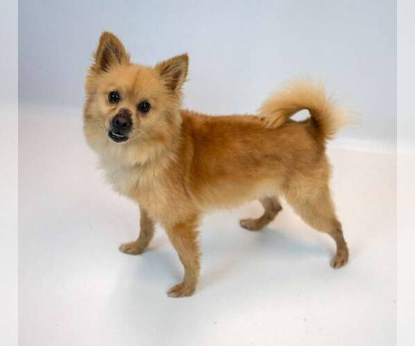 Medium Photo #4 Pomeranian-Unknown Mix Puppy For Sale in Kennesaw, GA, USA