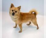 Small #3 Pomeranian Mix