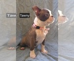 Puppy Tawny Boston Terrier