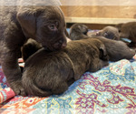 Small Photo #22 Labrador Retriever Puppy For Sale in MARYVILLE, TN, USA