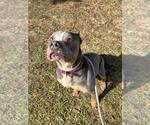 Small American Staffordshire Terrier Mix