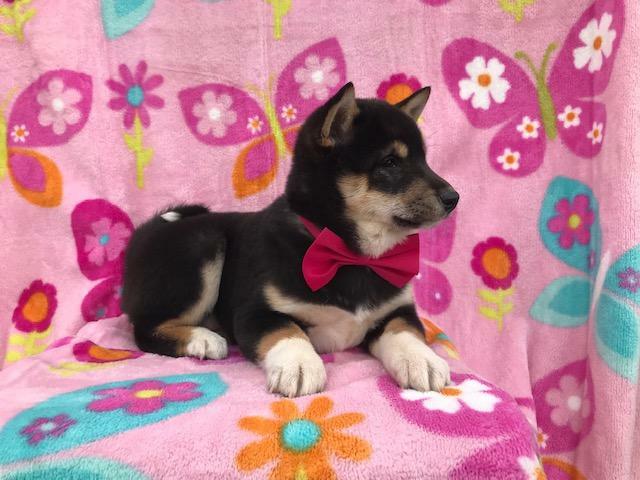Medium Photo #18 Shiba Inu Puppy For Sale in ELDORA, PA, USA