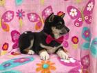 Small Photo #18 Shiba Inu Puppy For Sale in ELDORA, PA, USA
