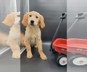 Golden Retriever Puppy for sale in GOSHEN, IN, USA