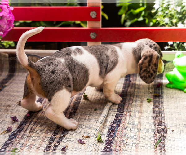 Medium Photo #3 Dachshund Puppy For Sale in WAKARUSA, IN, USA