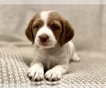 Small #2 Brittany