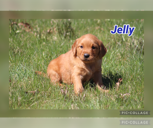 Medium Photo #2 Golden Retriever Puppy For Sale in MIDDLEBURG, PA, USA