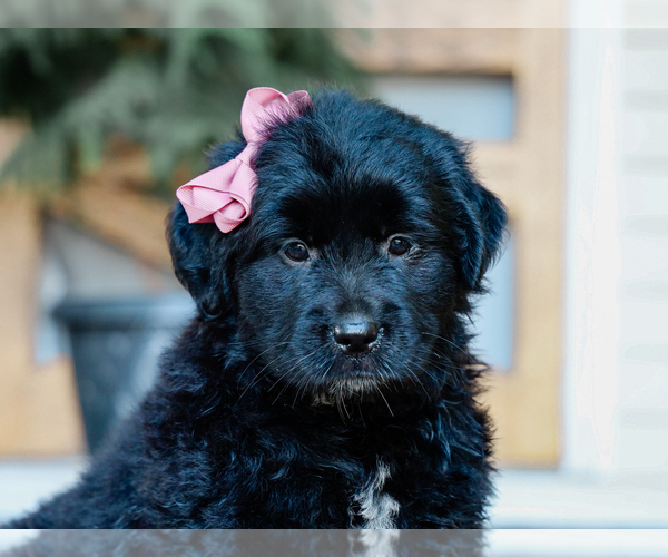 Medium Photo #2 Australian Retriever Puppy For Sale in LIBERTY, KY, USA