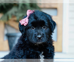 Small #1 Australian Retriever