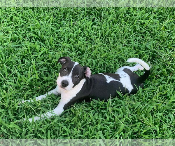 Medium Photo #1 Mutt Puppy For Sale in Mount Pleasant, SC, USA