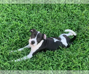 Mutt Dogs for adoption in Mount Pleasant, SC, USA