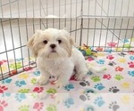 Small #12 Shih Tzu