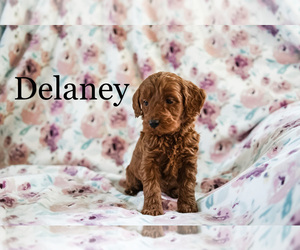 Poodle (Miniature) Puppy for sale in FREDERICKSBURG, OH, USA