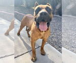 Small #3 Presa Canario