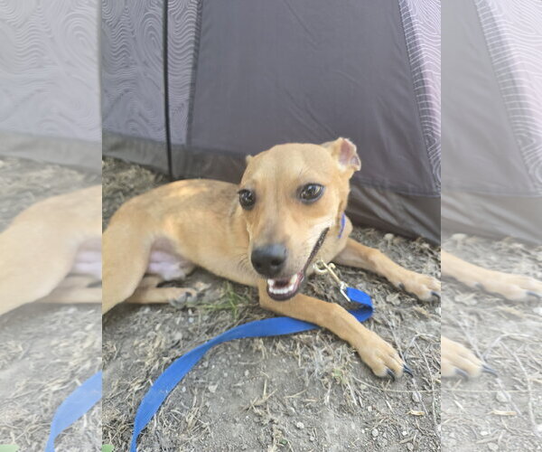 Medium Photo #1 Chipin Puppy For Sale in Pipe Creek, TX, USA