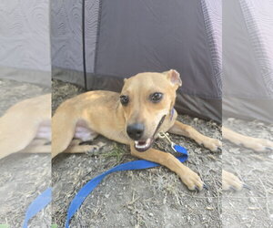 Chipin Dogs for adoption in Pipe Creek, TX, USA