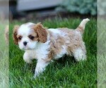 Small #3 Cavalier King Charles Spaniel