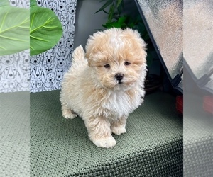 ShihPoo Puppy for sale in FRANKLIN, IN, USA