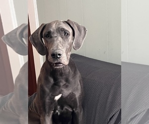 Great Dane Puppy for Sale in HAYES, Virginia USA