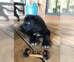 Small Photo #5 Borador Puppy For Sale in SPRINGDALE, AR, USA