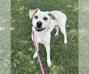Angel - Female Collie-Unknown Mix Dog for Adoption - Photo #4
