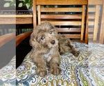 Reese - Male Labradoodle Puppy for Sale - Photo #4