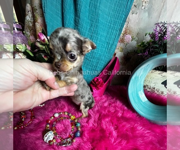 Medium Photo #8 Chihuahua Puppy For Sale in TRACY, CA, USA