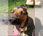 Small #2 Australian Shepherd-German Shepherd Dog Mix