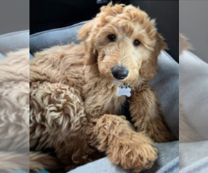 Goldendoodle Puppy for Sale in PERRYSVILLE, Ohio USA