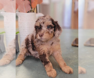 Aussiedoodle Miniature  Puppy for Sale in CLEVELAND, Georgia USA