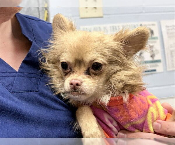 Medium Photo #1 Chihuahua Puppy For Sale in Ames, IA, USA