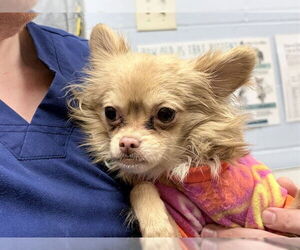 Chihuahua Dogs for adoption in Ames, IA, USA