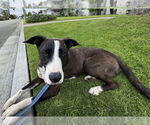 Small #7 American Pit Bull Terrier-Labrador Retriever Mix