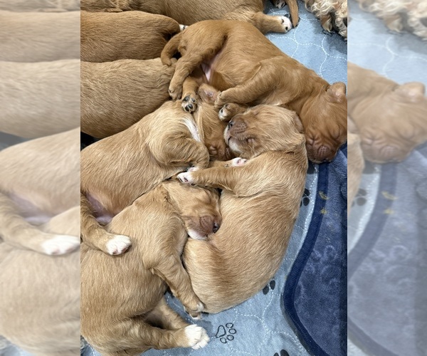 Medium Photo #19 Goldendoodle Puppy For Sale in ORANGEVALE, CA, USA
