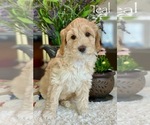 Small Photo #6 Australian Labradoodle Puppy For Sale in WASHINGTON, NC, USA