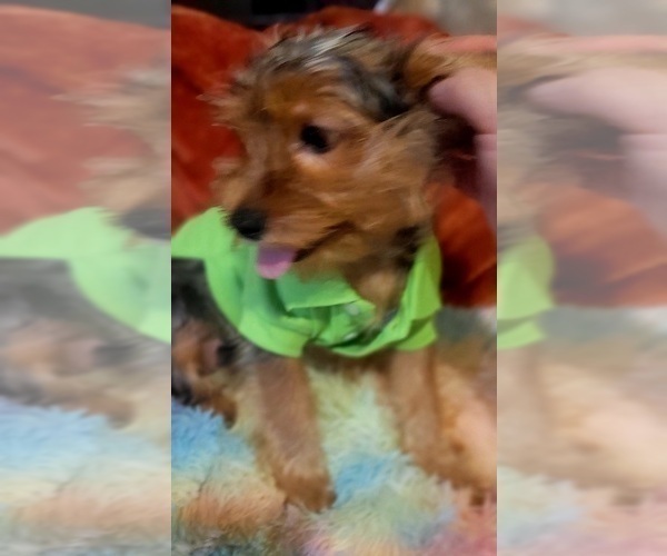 Medium Photo #21 Yorkshire Terrier Puppy For Sale in AKRON, OH, USA