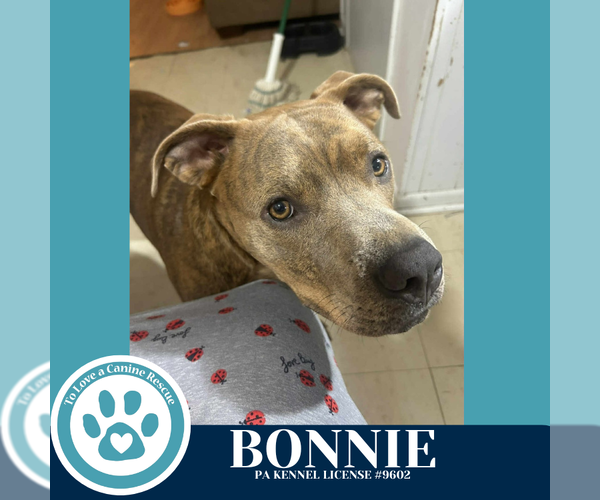 Medium Photo #8 American Pit Bull Terrier-Unknown Mix Puppy For Sale in Kimberton, PA, USA