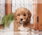 Small Photo #2 Goldendoodle Puppy For Sale in NAPLES, FL, USA