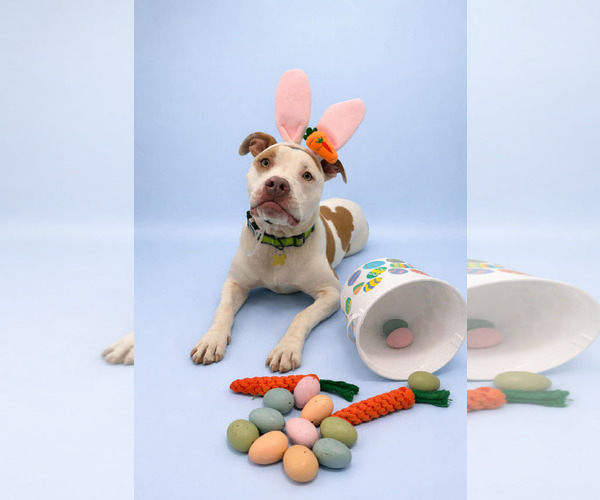 Medium Photo #8 Mutt Puppy For Sale in Sandy, UT, USA