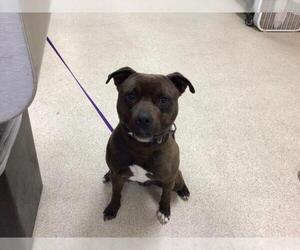 Labrador Retriever-Unknown Mix Dogs for adoption in Riverside, CA, USA