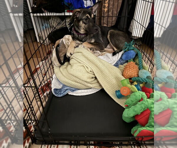 Medium Photo #10 Mutt Puppy For Sale in Oak Bluffs, MA, USA