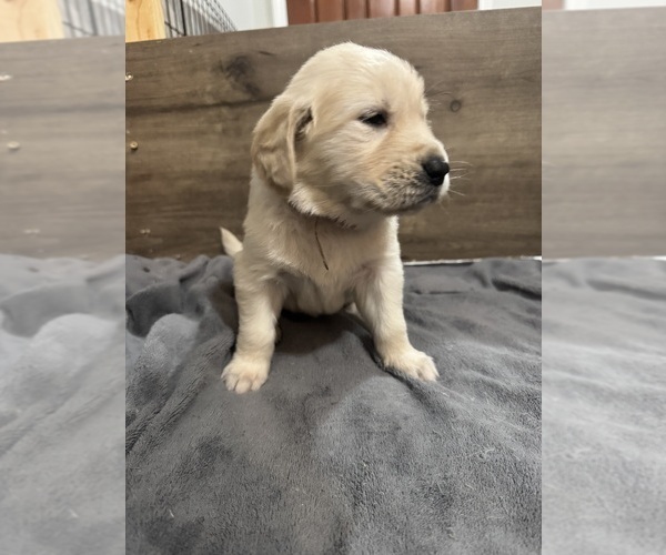 Medium Photo #2 Golden Retriever Puppy For Sale in PAW PAW, MI, USA