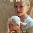 Small Photo #227 Dogo Argentino Puppy For Sale in PINEVILLE, MO, USA