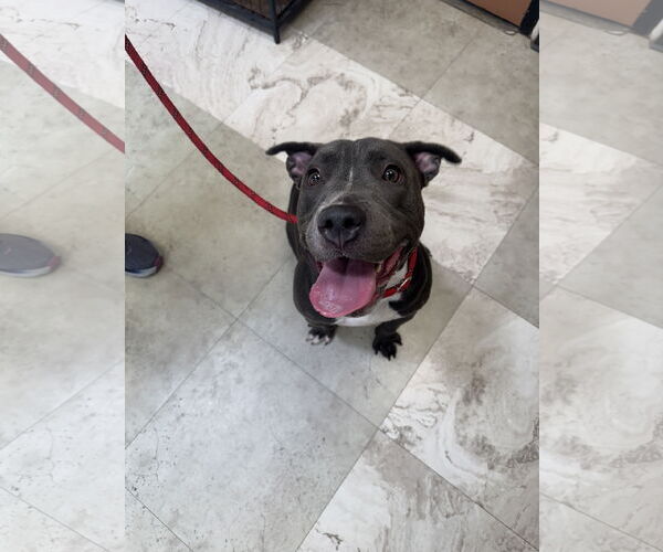 Medium Photo #3 American Staffordshire Terrier-Unknown Mix Puppy For Sale in Rowlett, TX, USA