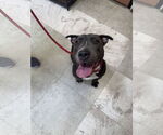 Small #2 American Staffordshire Terrier Mix