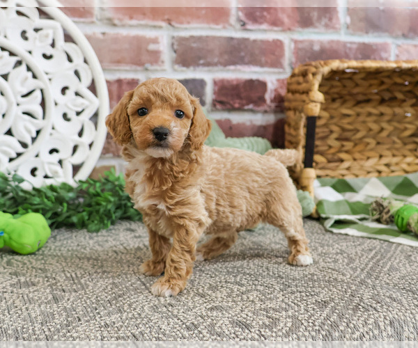 Medium Photo #5 Poodle (Miniature) Puppy For Sale in SYRACUSE, IN, USA