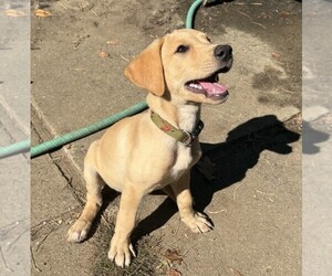 Medium Labrador Retriever