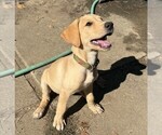 Puppy Goldie Labrador Retriever
