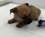 Small Photo #13 Chorkie Puppy For Sale in SAINT AUGUSTINE, FL, USA